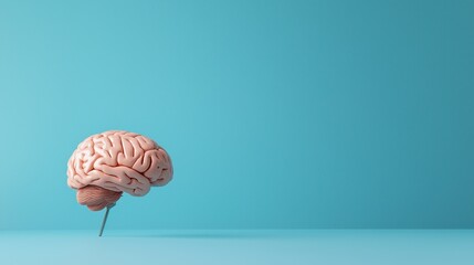 Small model of a human brain placed on a blue background for educational and illustrative purposes