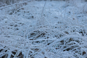 vista macro della vegetazione su un terreno naturale, composta da foglie, erba e varie piccole piante, ghiacciate, in inverno