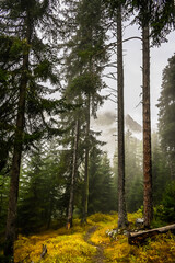 Zernez, Susch, Inntal, Wanderweg, Wald, Waldweg, Nationalpark, via Engiadina, Herbst, Herbstfarben, Nebel, Alpen, Clüs, Engadin, Graubünden, Schweiz © bill_17