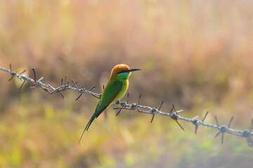 bee eater perched on branch