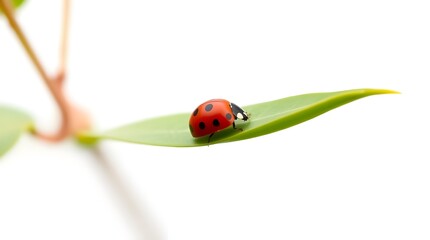 Fototapeta premium ladybird on leaf