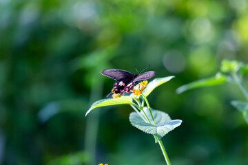 蜜を吸うベニモンアゲハ