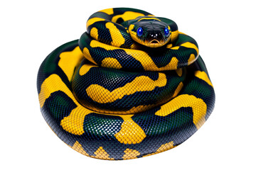 Obraz premium Coiled yellow and black patterned snake, isolated on white transparent background, reptiles or wildlife, symbolizing Chinese Lunar New year