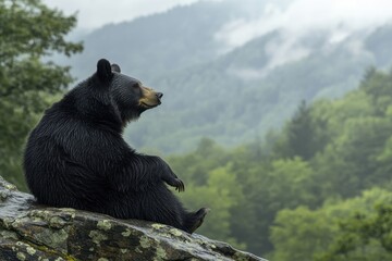 Black bear sits on a rock, overlooking misty mountains. Perfect for nature, wildlife, tranquility themes.