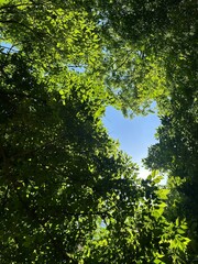 초록색 나뭇잎과 하트