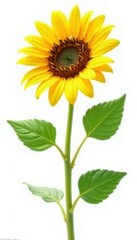 sunflower stems and leaves isolated on white background, floral, texture, nature