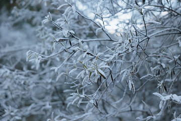 dettaglio dei rami e delle foglie ricoperti di brina ghiacciata in un bosco, in inverno