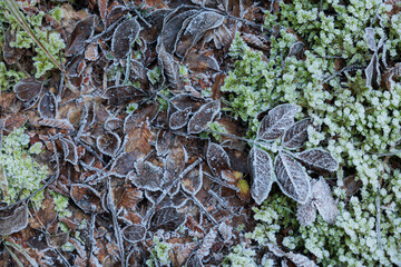 terreno naturale ghiacciato coperto da foglie verdi e marroni, in inverno