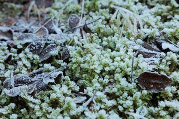 muschio verde e foglie secche ricoperte da strati di brina ghiacciata in inverno