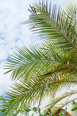 Fototapeta premium Palm Tree branch with leaves in front of blue sunny sky, tree with green branches against cloudless blue sky in sunshine, summer vacation concept.