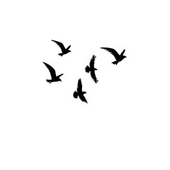 Print ,birds ,vector,stickers