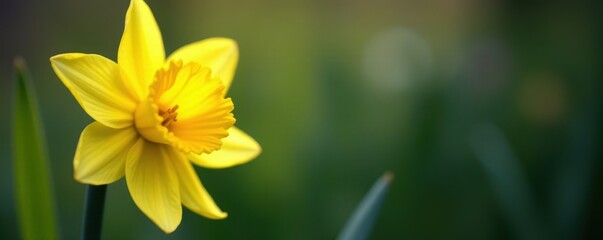 Close-up of a single daffodil, showcasing its trumpet and petals , vibrant, flora
