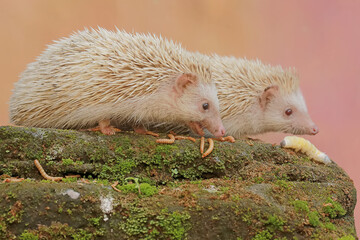 A pair of hedgehogs are preying on caterpillars on mossy ground. This mammal has the scientific name Atelerix albiventris.