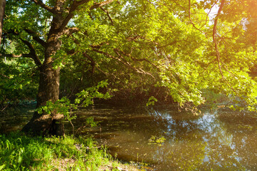 Summer forest landscape - old desiduous oak tree on the bank of the small forest river