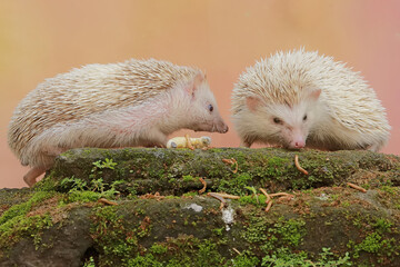 A pair of hedgehogs are preying on caterpillars on mossy ground. This mammal has the scientific name Atelerix albiventris.