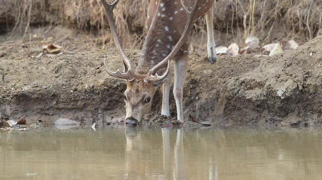 close up shot of wild male spotted deer or chital cheetal axis axis with long antlers drinking water quenching thirst in hot summer season panna national park forest tiger reserve madhya pradesh india