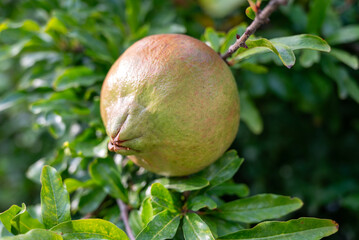 Red Pomegranate Fruits on a Tree 