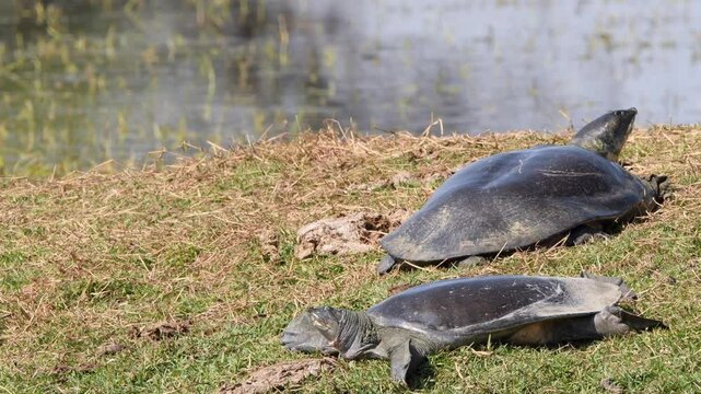 full shot of two Indian softshell turtle or Ganges softshell turtle or Nilssonia gangetica pair basking in sun in winter season a vulnerable species at keoladeo national park bharatpur rajasthan India