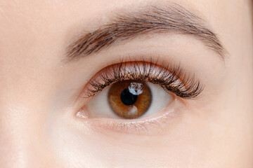 Naklejka premium Macro photo brown eye with long eyelash, extension procedure on young caucasian female