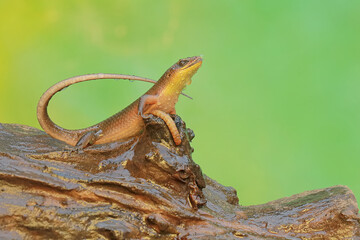 A common sun skink ready to prey on a caterpillar on mossy ground. This reptile has the scientific name Mabouya multifasciata.