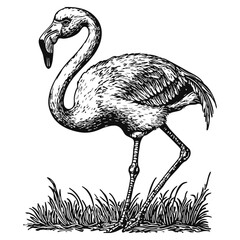 Fototapeta premium Woodcut illustration of a flamingo. Vintage grunge vector design element for artworks, poster, cards, web and collages.