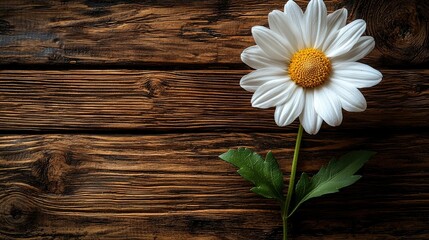 Obraz premium White Daisy Flower on Dark Wooden Background