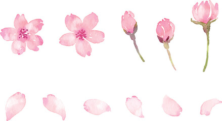 Obraz premium 水彩画の桜の花びら ベクター素材