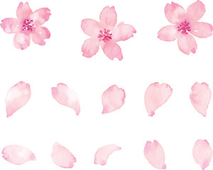 水彩画の桜の花びら　ベクター素材