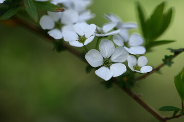 枝が曲線を描く