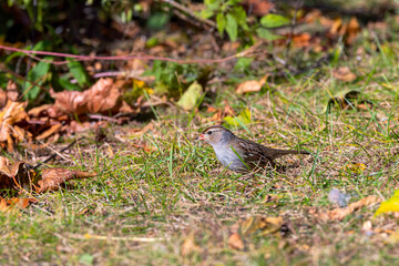 White-crowned Sparrow (Zonotrichia leucophrys) on a meadow