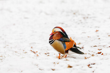 Male mandarin duck in the snow