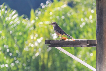 Naklejka premium Chalk-browed mockingbird perched on a wooden platform surrounded by fruits, highlighting its detailed plumage. Great for projects on Brazilian birdlife and tropical ecosystems.