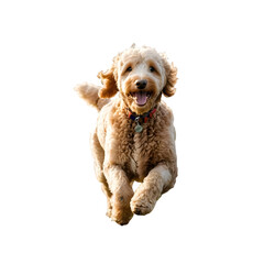 A photo of a Golden Doodle running through a field on a transparent background PNG 