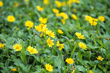 Beautiful creeping oxeye (wedelia trilobata) flowers.