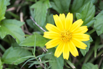 Beautiful creeping oxeye (wedelia trilobata) flower.