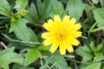 Beautiful creeping oxeye (wedelia trilobata) flower.