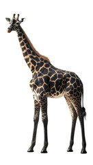 Obraz premium Tall giraffe isolated on black