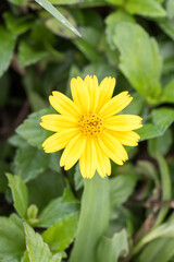 Beautiful creeping oxeye (wedelia trilobata) flower.