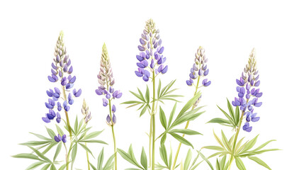 Naklejka premium Stunning Botanical Drawing of a Luine Plant in Blooming Season