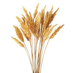 Fototapeta premium A bunch of golden wheat ears on transparent background