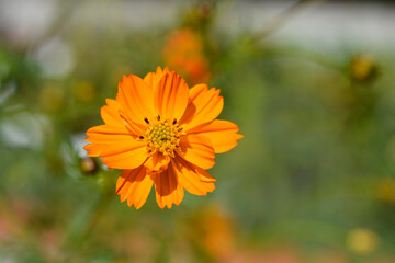 Sulfur cosmos flower