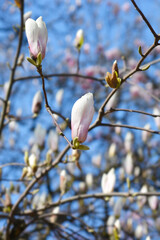 Magnolia tree branch with flowers