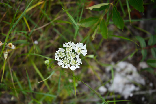 Large-flowered orlaya flower