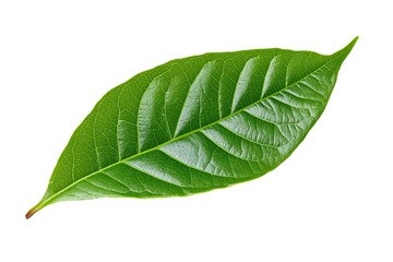 Obraz premium Isolated green cocoa leaf on a transparent background, isolated cocoa green leaves, green guava leaves isolated on a transparent background, A single piece of guava or fig tree leaf, Generative Ai