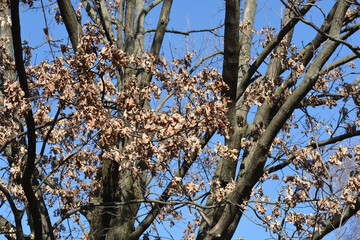English oak branches with dry leaves