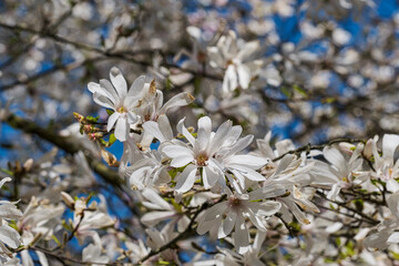 Close-up of blooming star magnolias in a park in Wiesbaden