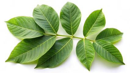 Obraz premium green Walnut leaves isolated on white