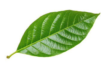 Obraz premium Isolated green cocoa leaf on a transparent background, isolated cocoa green leaves, green guava leaves isolated on a transparent background, A single piece of guava or fig tree leaf, Generative Ai