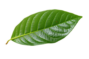 Obraz premium Isolated green cocoa leaf on a transparent background, isolated cocoa green leaves, green guava leaves isolated on a transparent background, A single piece of guava or fig tree leaf, Generative Ai