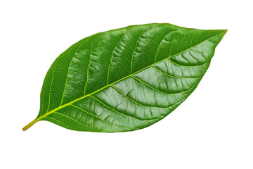 Obraz premium Isolated green cocoa leaf on a transparent background, isolated cocoa green leaves, green guava leaves isolated on a transparent background, A single piece of guava or fig tree leaf, Generative Ai